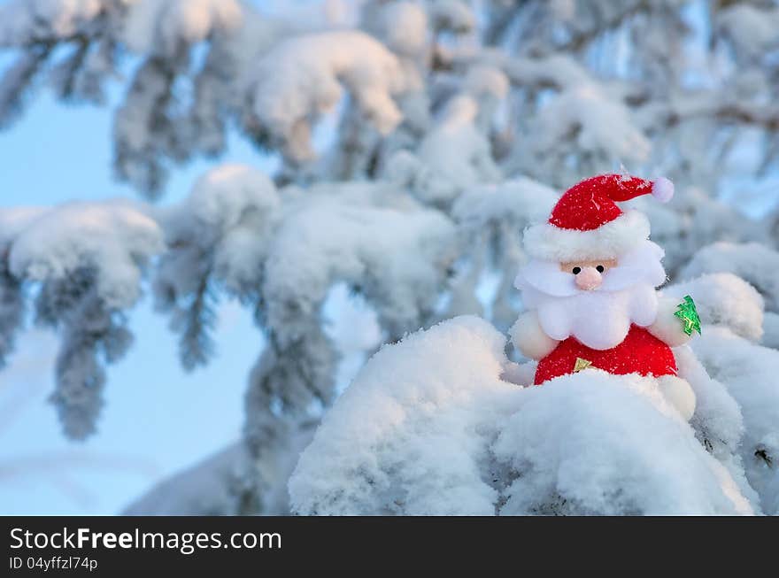 Santa Claus sits on a snow-covered Christmas tree branch. Santa Claus sits on a snow-covered Christmas tree branch.