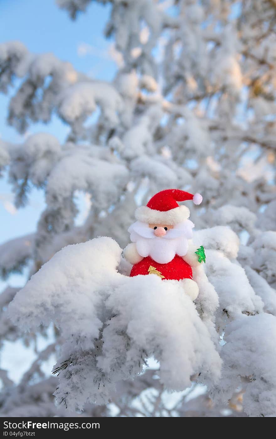 Santa Claus sits on a snow-covered Christmas tree branch. Santa Claus sits on a snow-covered Christmas tree branch.