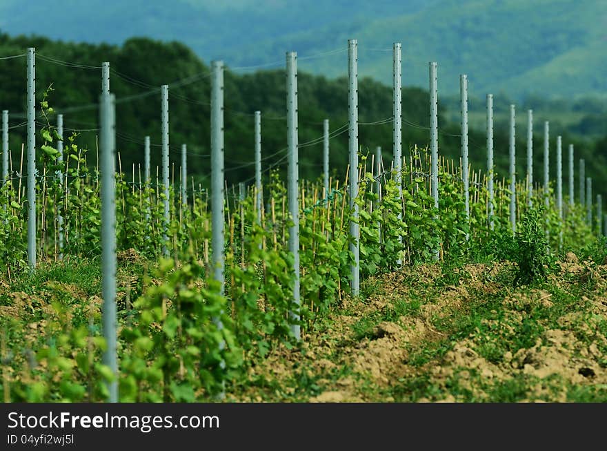 Photo of a vineyard in Romania