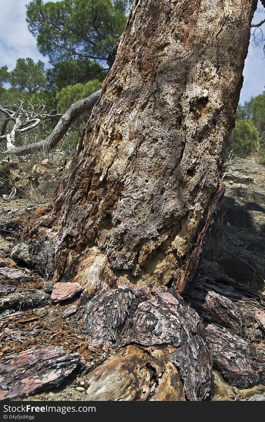 Pine destroyed by bark beetles.