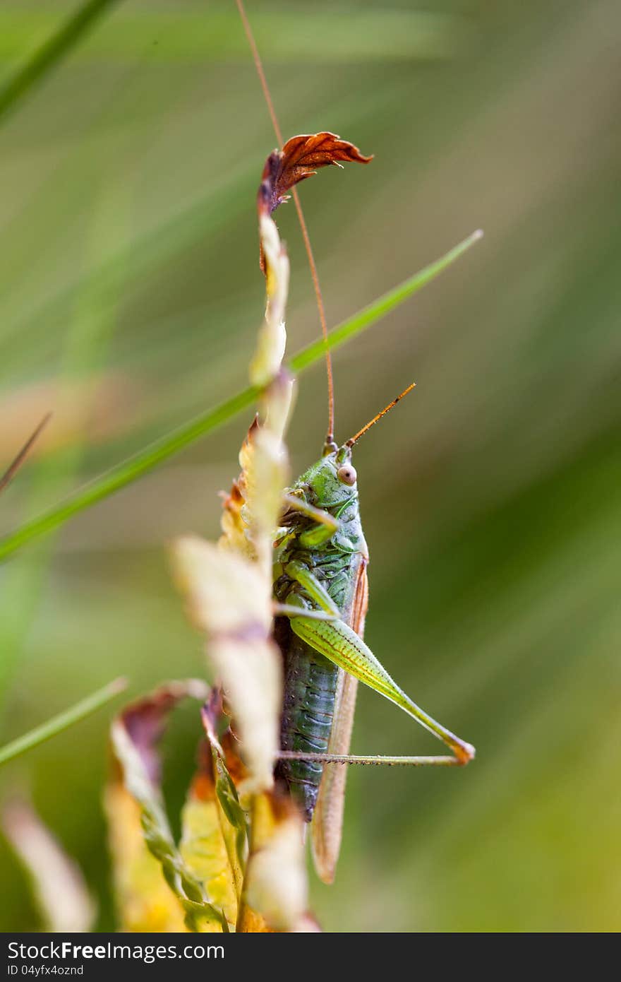 Grasshopper