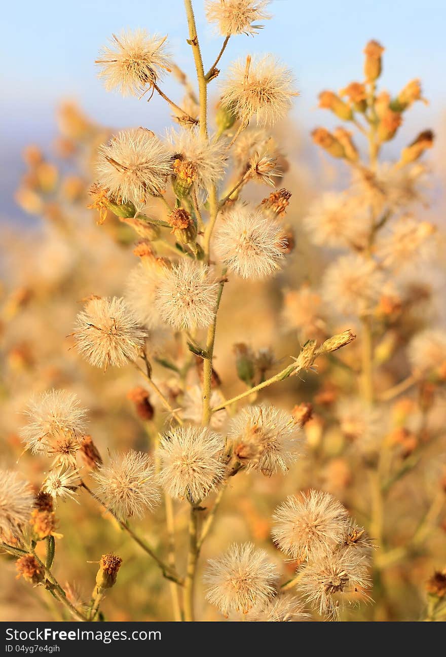 Deflorate wild flower as floral background in golden ocher tone. Deflorate wild flower as floral background in golden ocher tone