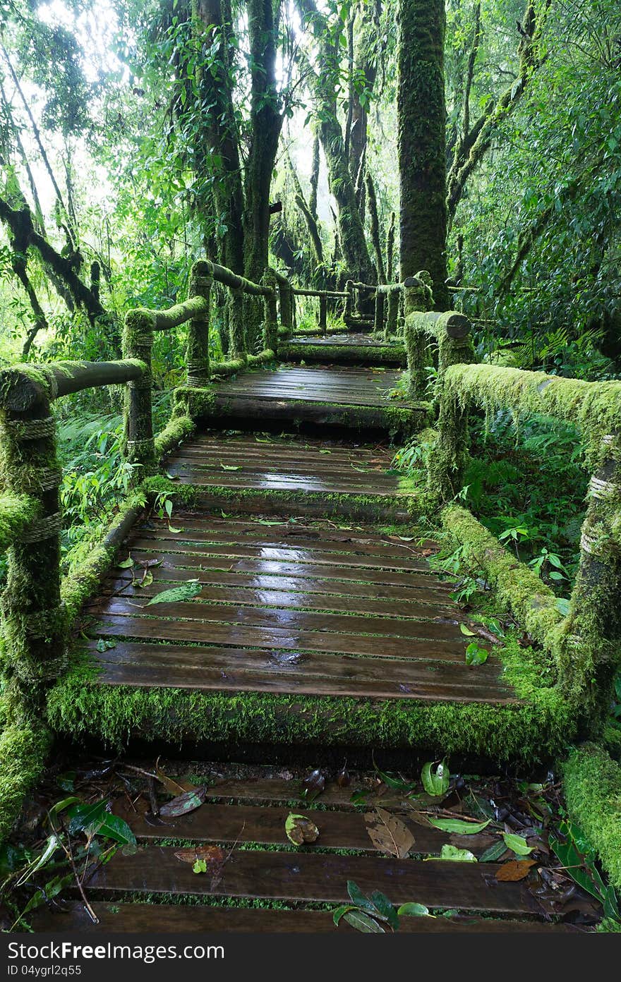 Green wooden walkway in rain forest - Chiang Mai Province, Thailand