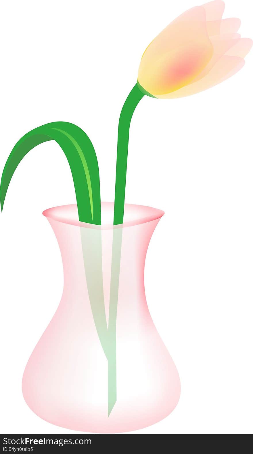 Tulip in pink transparent vase isolated on white. Tulip in pink transparent vase isolated on white