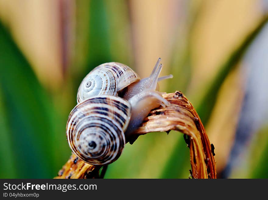 Garden snail