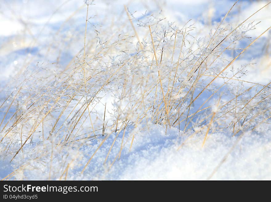 Delicate sprigs of grass with ice crystals shimmering in the sun. Winter background.