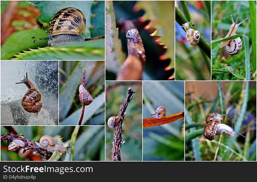 Garden Snail