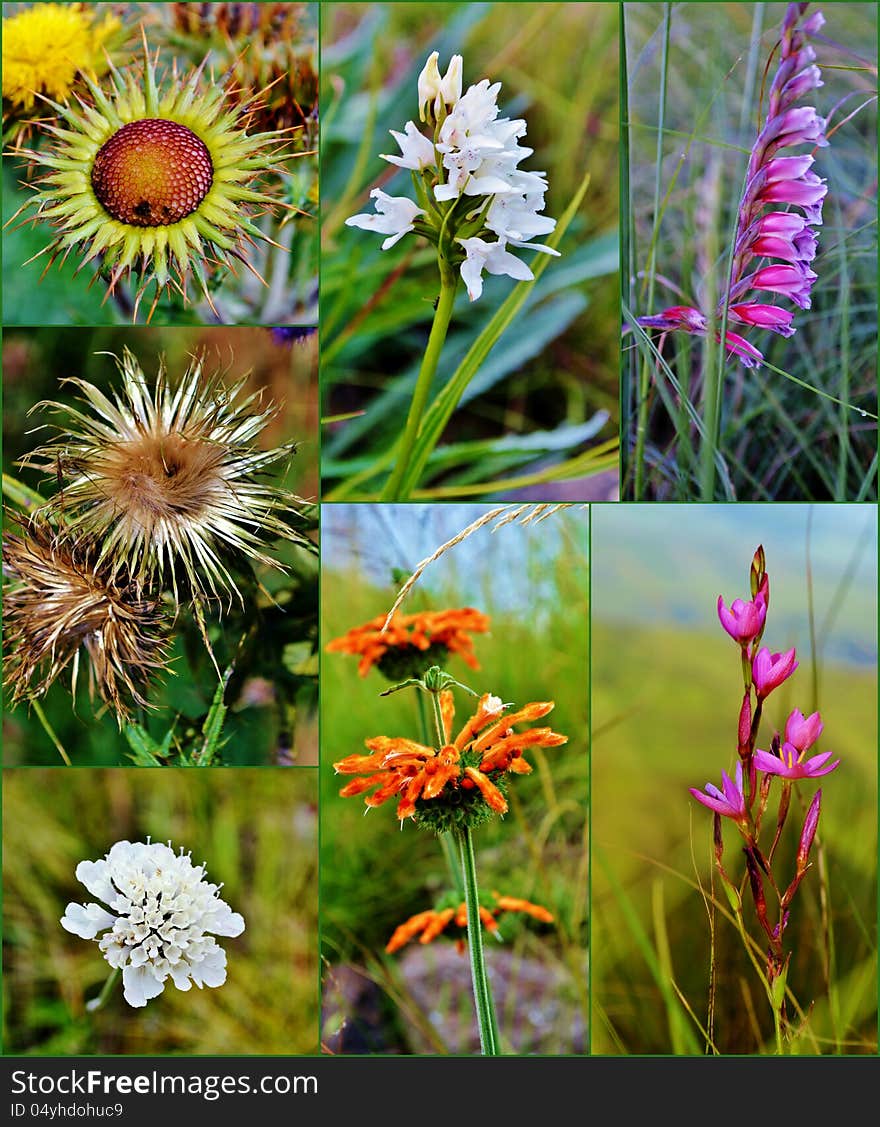 Collage of wild flowers in the Drakensberg Mountains