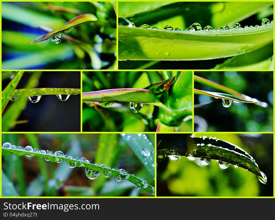 Raindrop on leaf