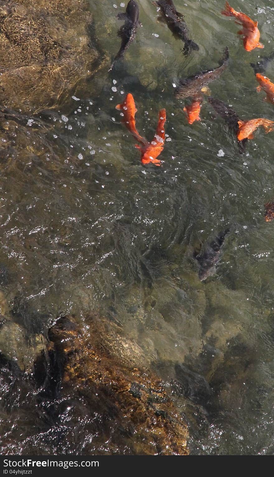 Japanese Gold Fish city Kanazawa