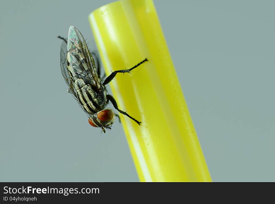 A house fly on a yellow straw. A house fly on a yellow straw.