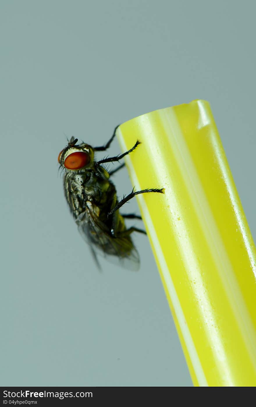 A house fly on a yellow straw. A house fly on a yellow straw.