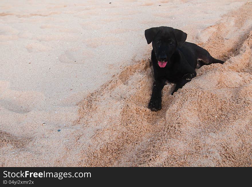 Puppy On A Beach