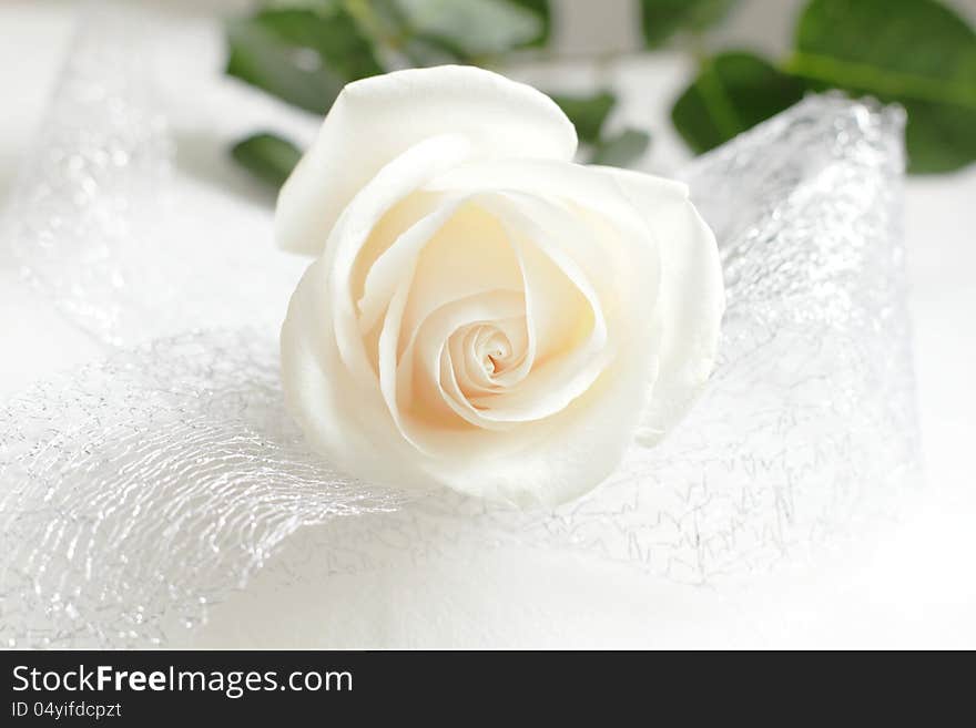 White rose with white background decorated with silver ribbon