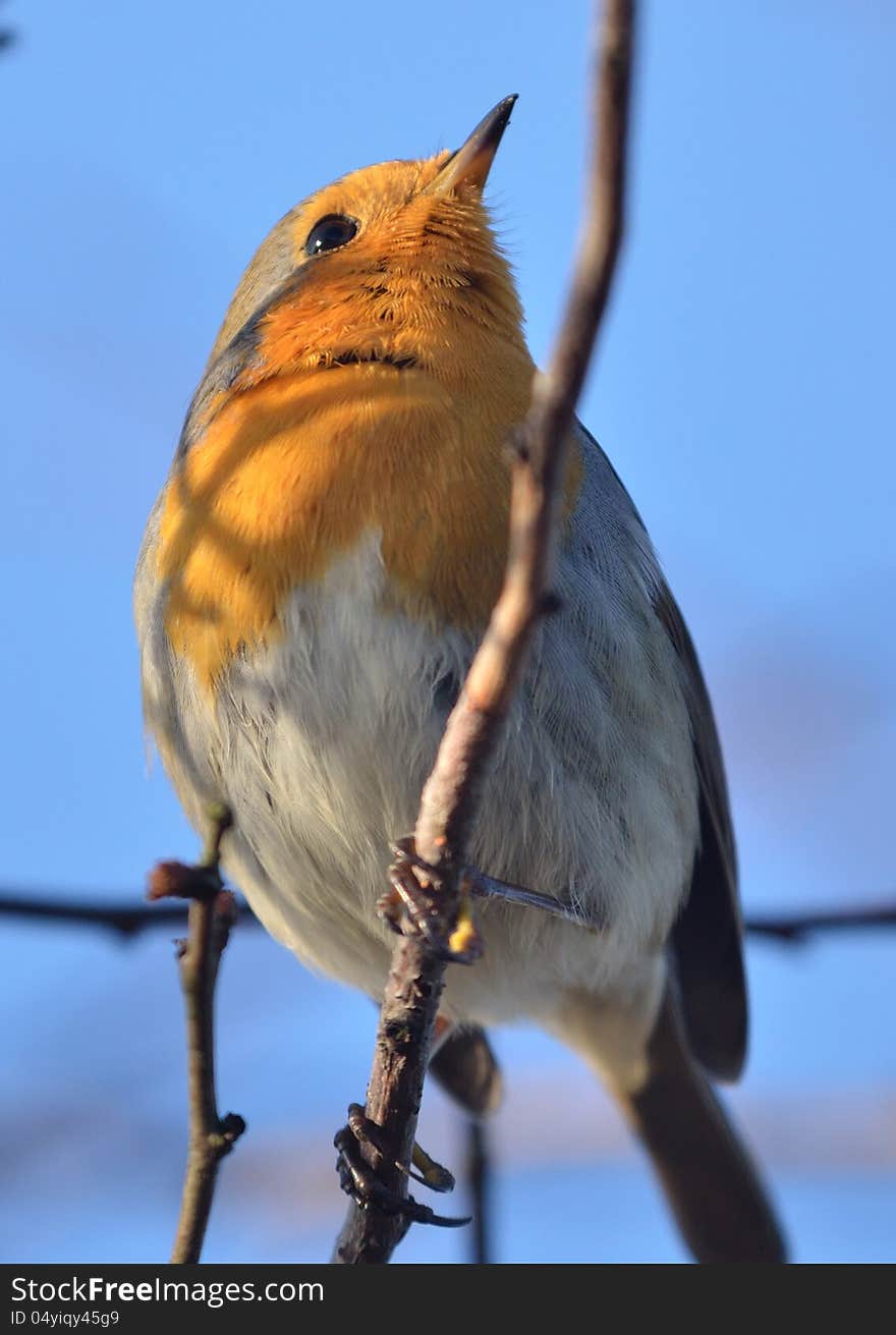 Is a small insectivorous passerine bird. Is a small insectivorous passerine bird