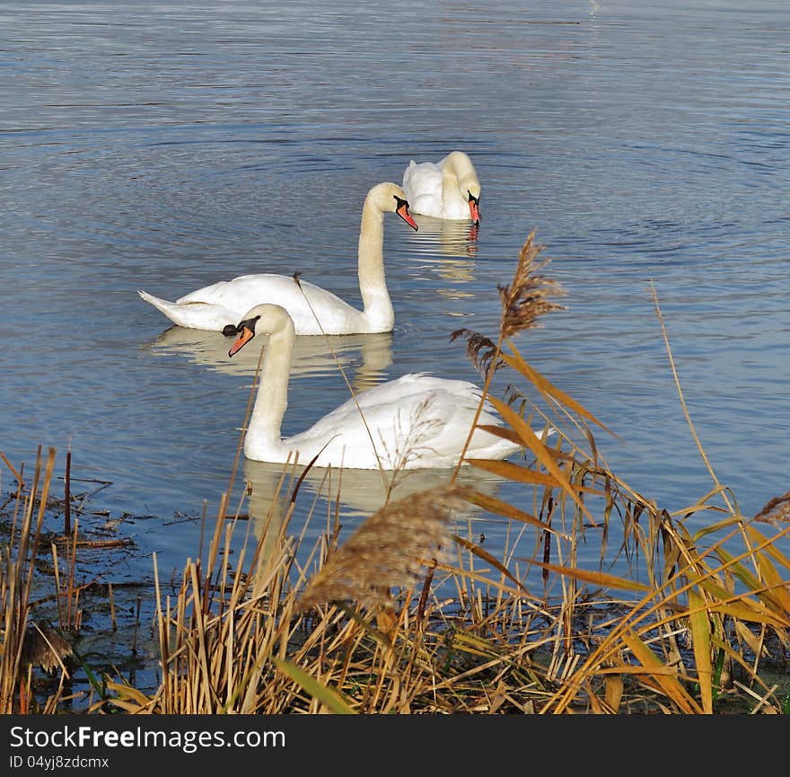 Graceful white swans on a river. Graceful white swans on a river