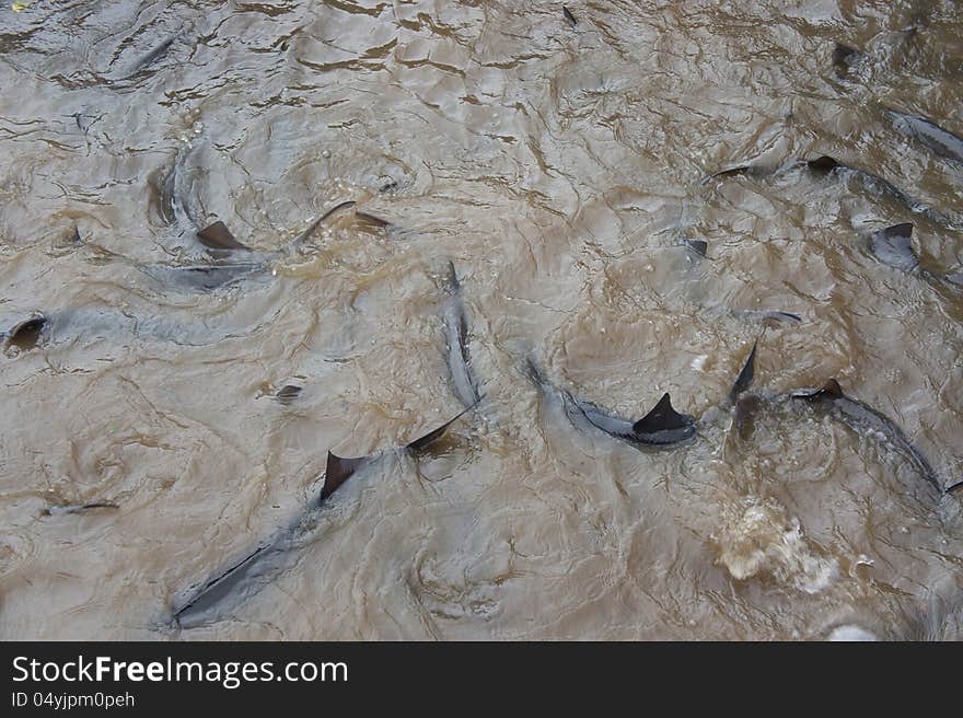 Sturgeon In A Pond