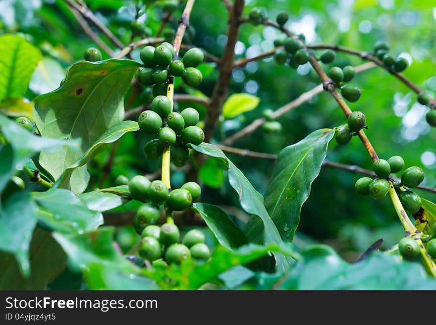 Coffee tree with green coffee beans on the branch. Coffee by Thai hill tribe people