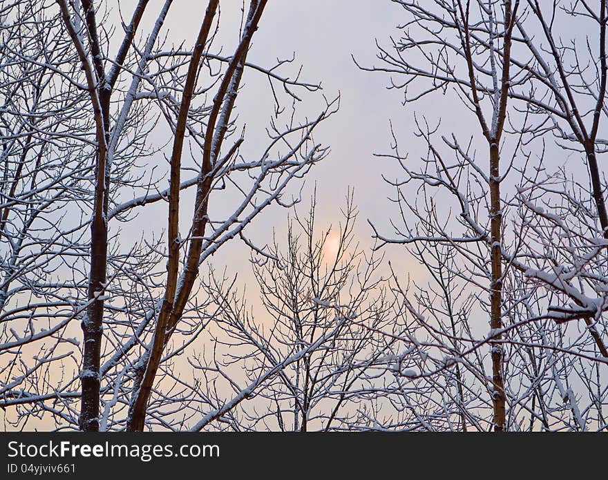 The branch of trees with the first snow on them in the morning. The branch of trees with the first snow on them in the morning