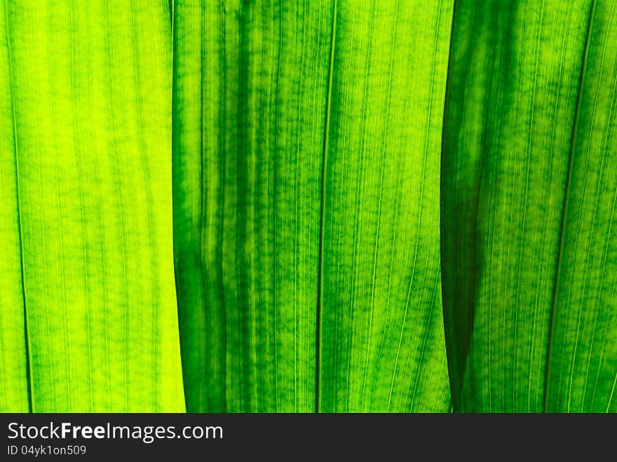 Big green leaf in various color shade closeup