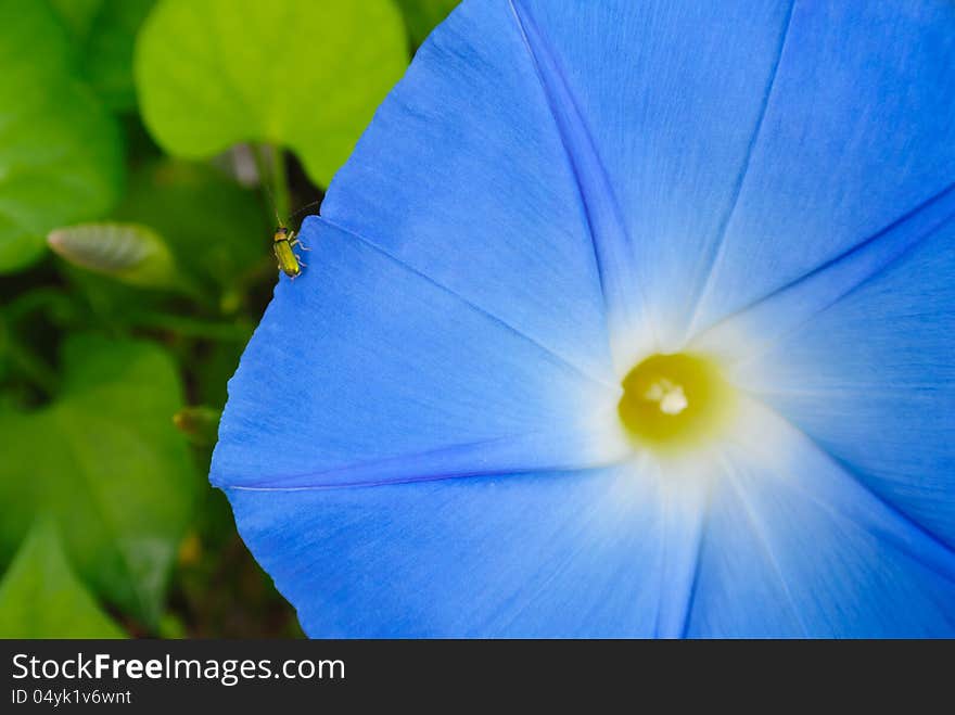 Blue flower with insect