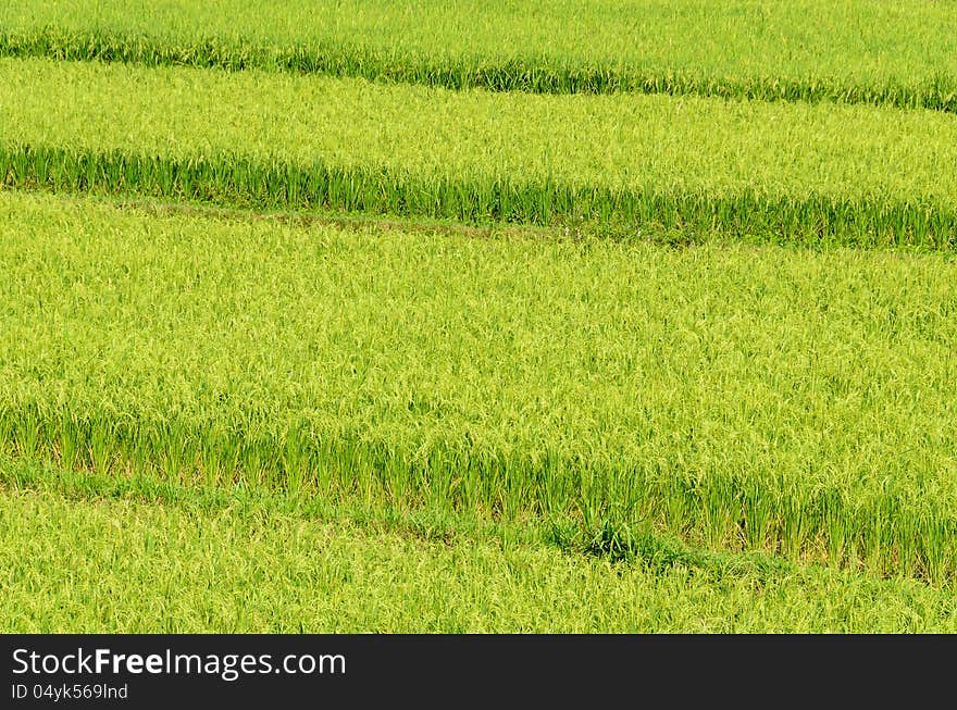 Rice green field in step