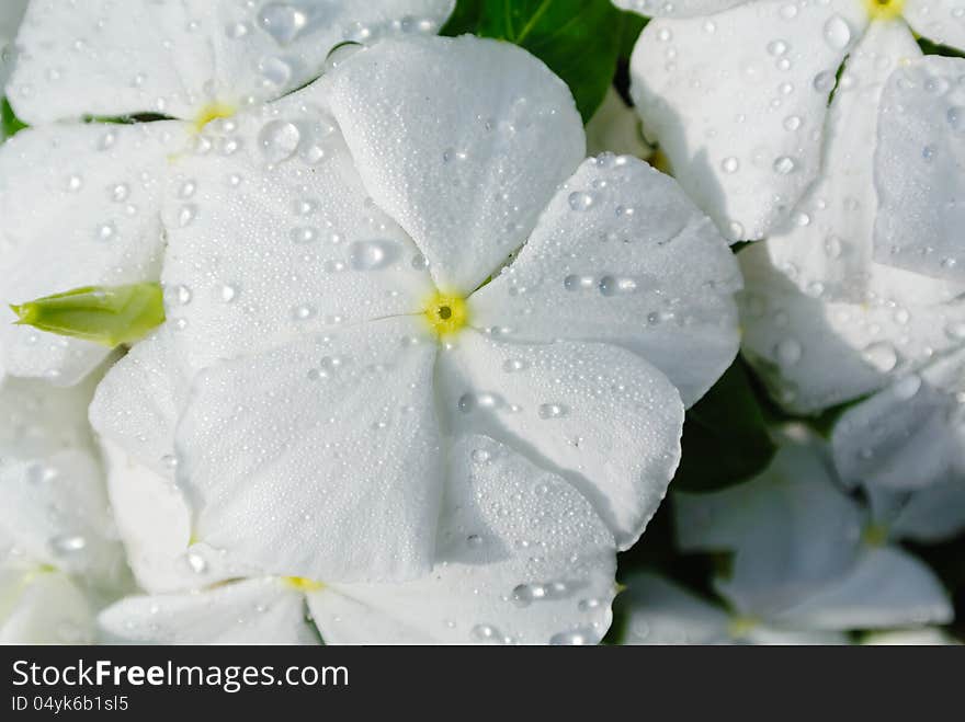 White flower with morning dew