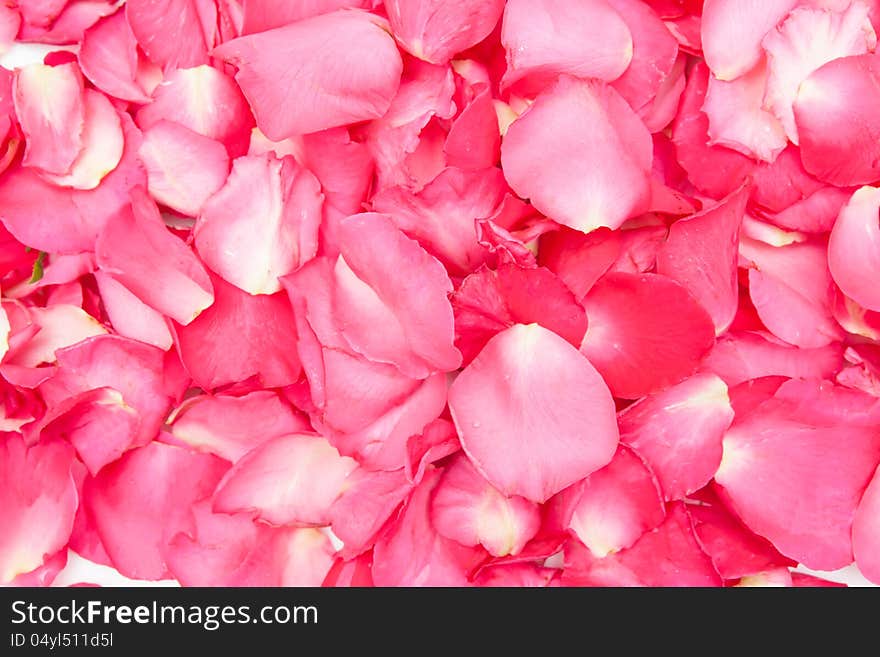 Rose Petals