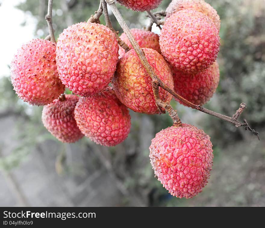 A bunch of hanging lychees