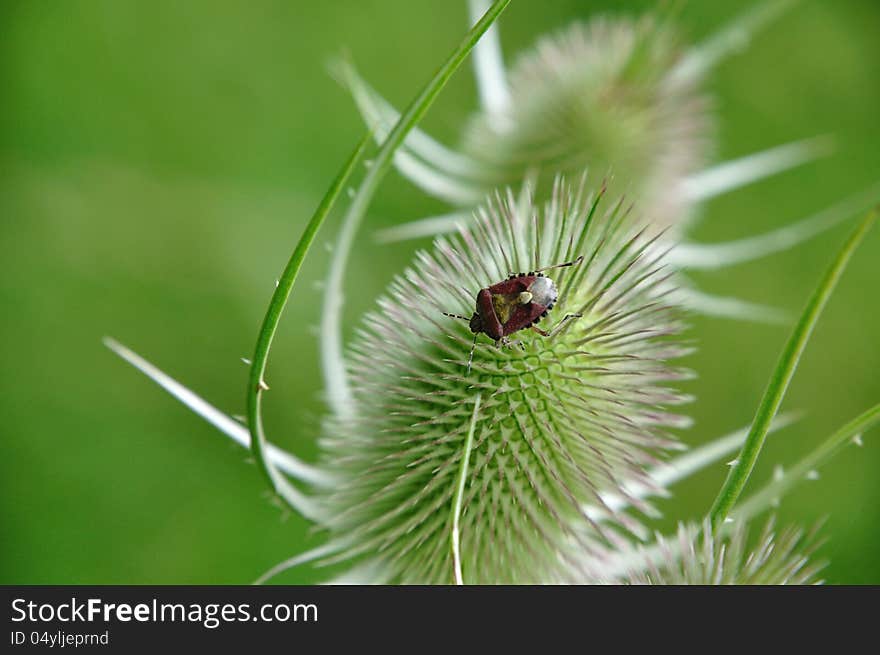 Cloe-bug (Dolycoris baccarum) in the Black Forest on a thistle. Cloe-bug (Dolycoris baccarum) in the Black Forest on a thistle.