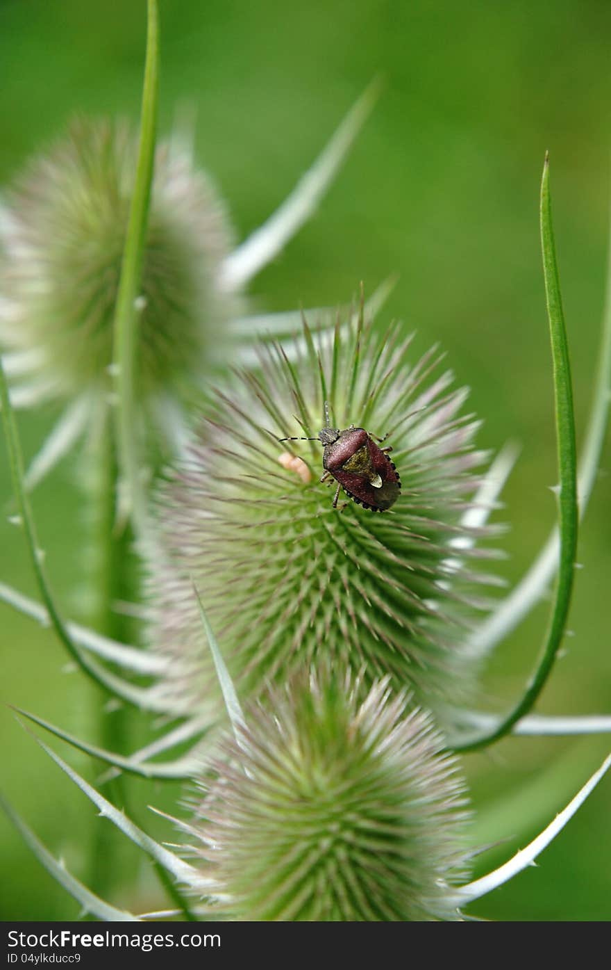 Sloe-bug (Dolycoris baccarum) in the Black Forest on a thistle.