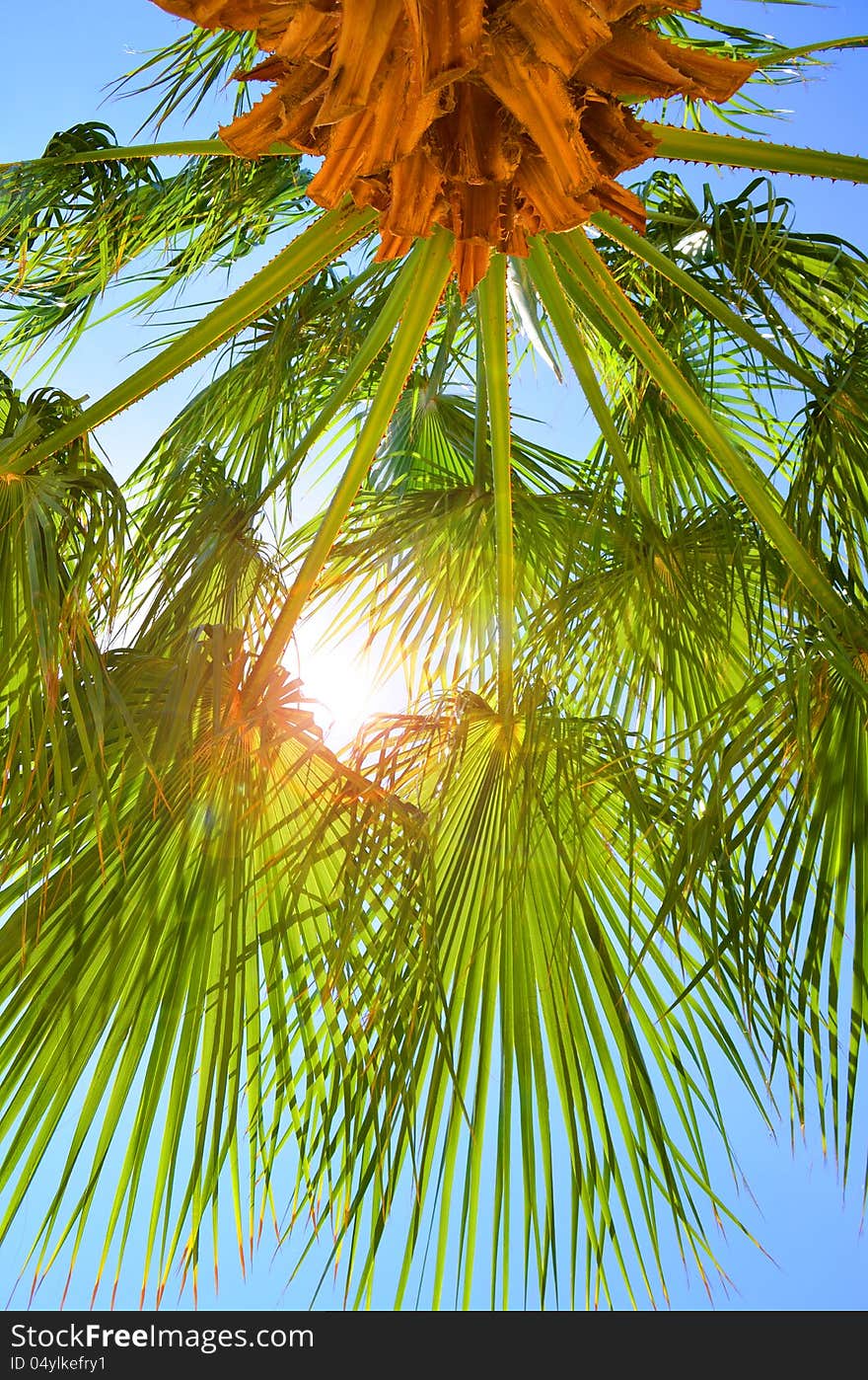 Palm tree against sunny sky. Palm tree against sunny sky