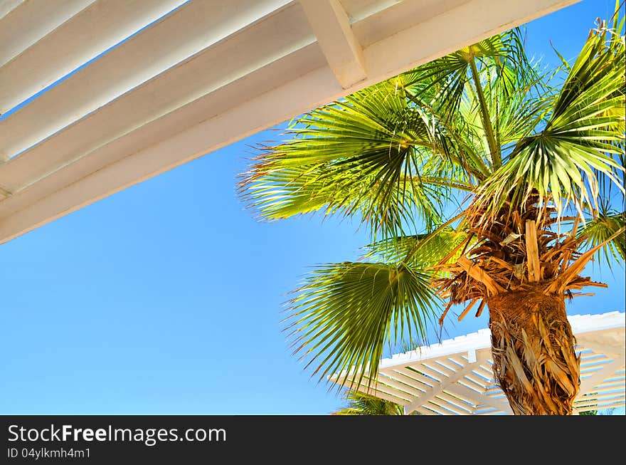 Palm tree against a blue sky. Palm tree against a blue sky