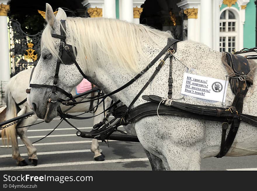 Horse standing in old town