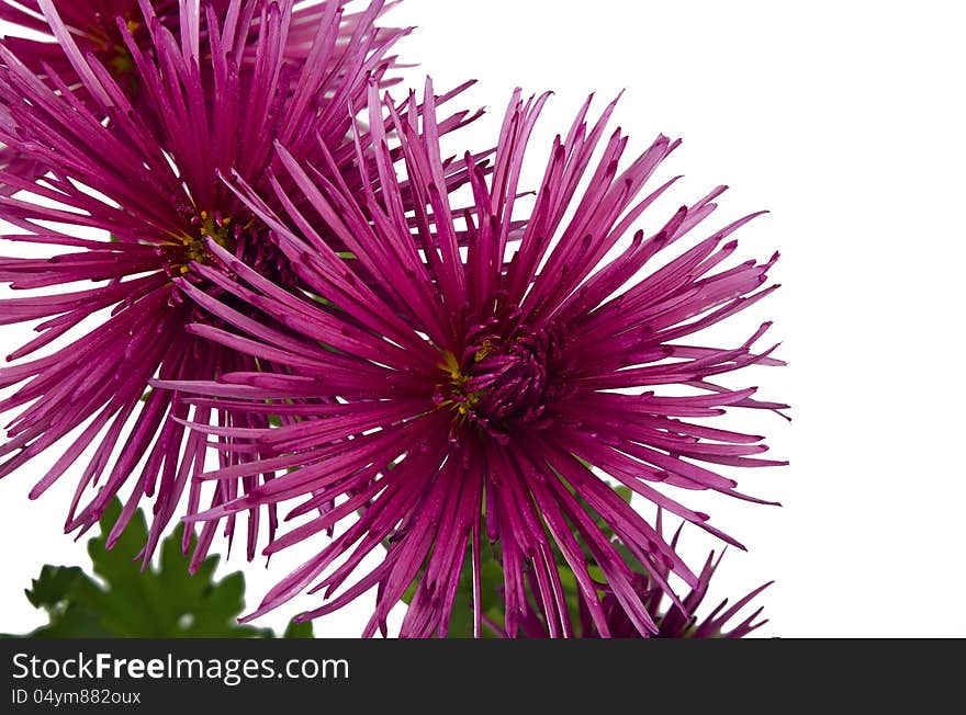 Beautiful pink chrysanthemum isolated on white close-up.