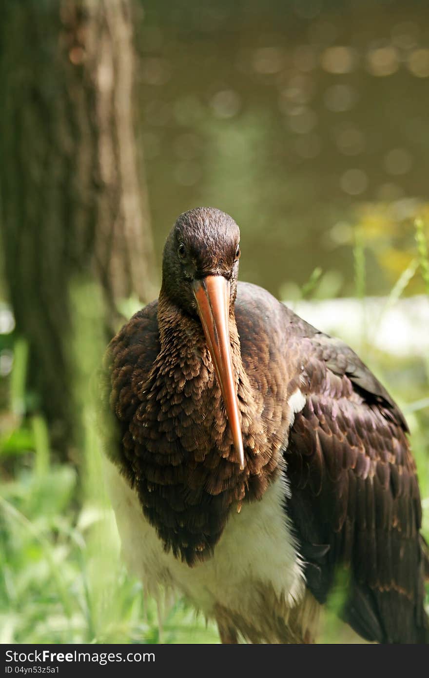 Cormorant