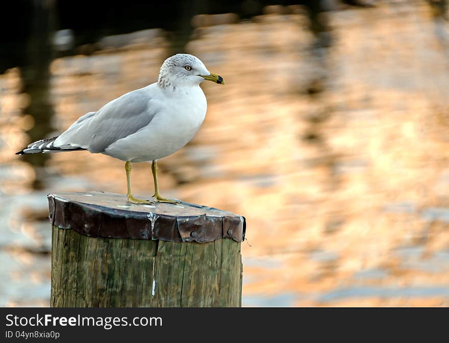 Seagull standing on a pier post at sunset. Seagull standing on a pier post at sunset.