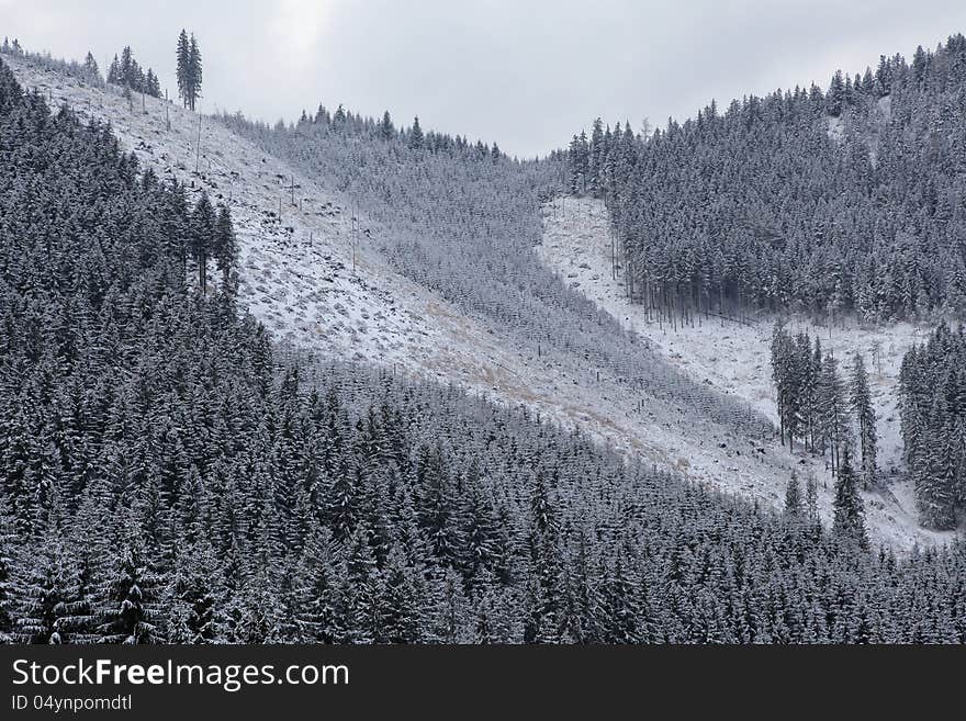 Forest in Low Tatras mountains, Slovakia. Forest in Low Tatras mountains, Slovakia