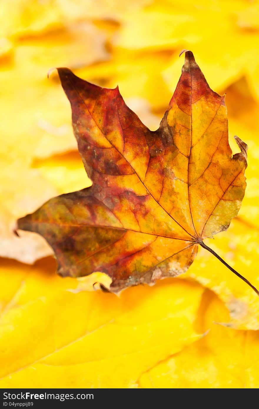 Autumn leaves full frame closeup