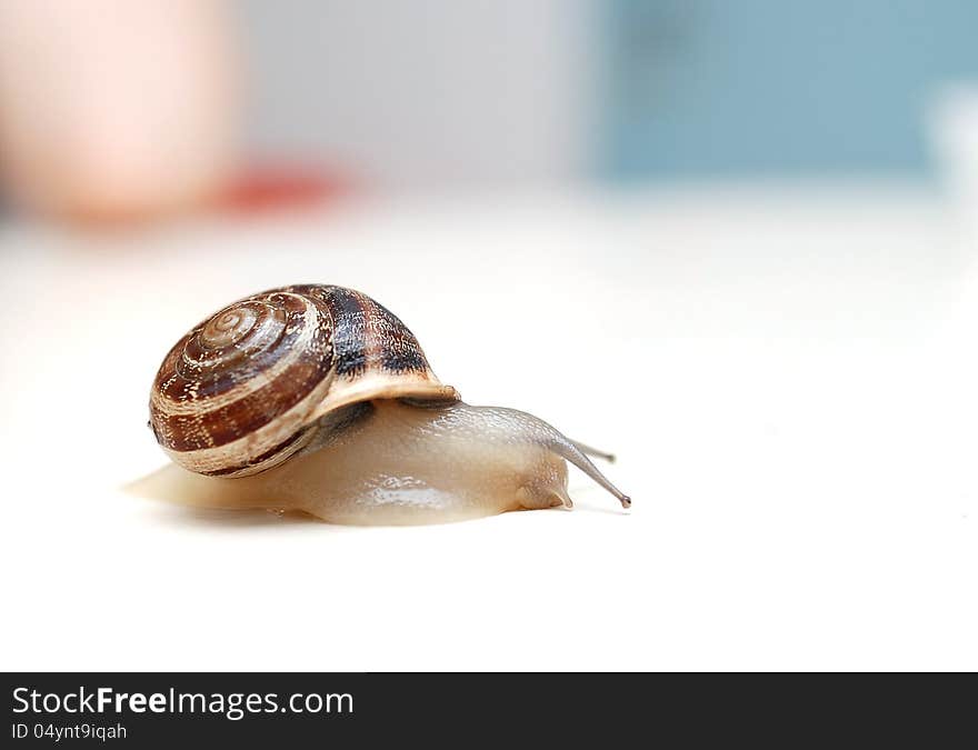 Close up to snail on white background