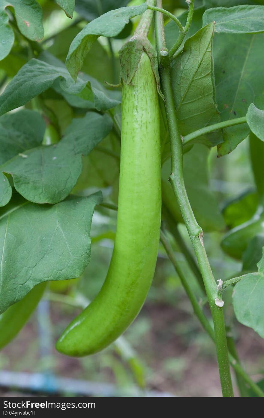 Thai Long Green Eggplant. Organic food grown in country side of Thailand.