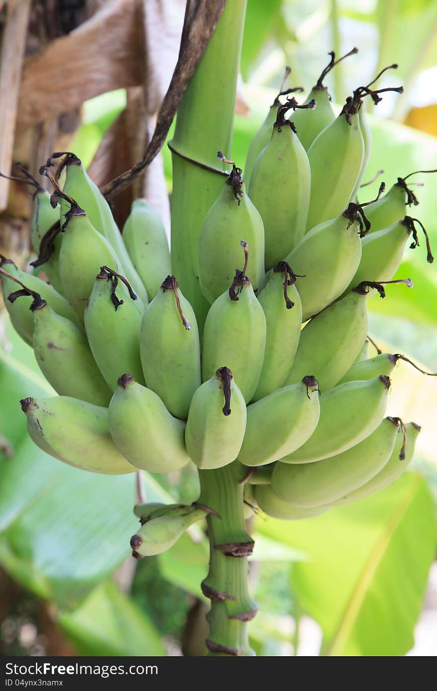 Unripe bananas on a tree