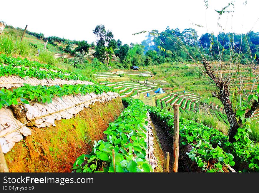 Strawberries planted in rows on top mountain. Strawberries planted in rows on top mountain