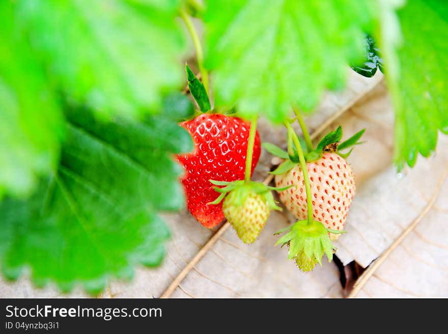 Red strawberry farm nature background