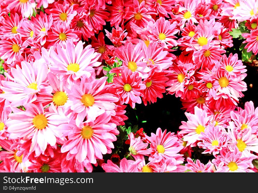 Gerbera flower