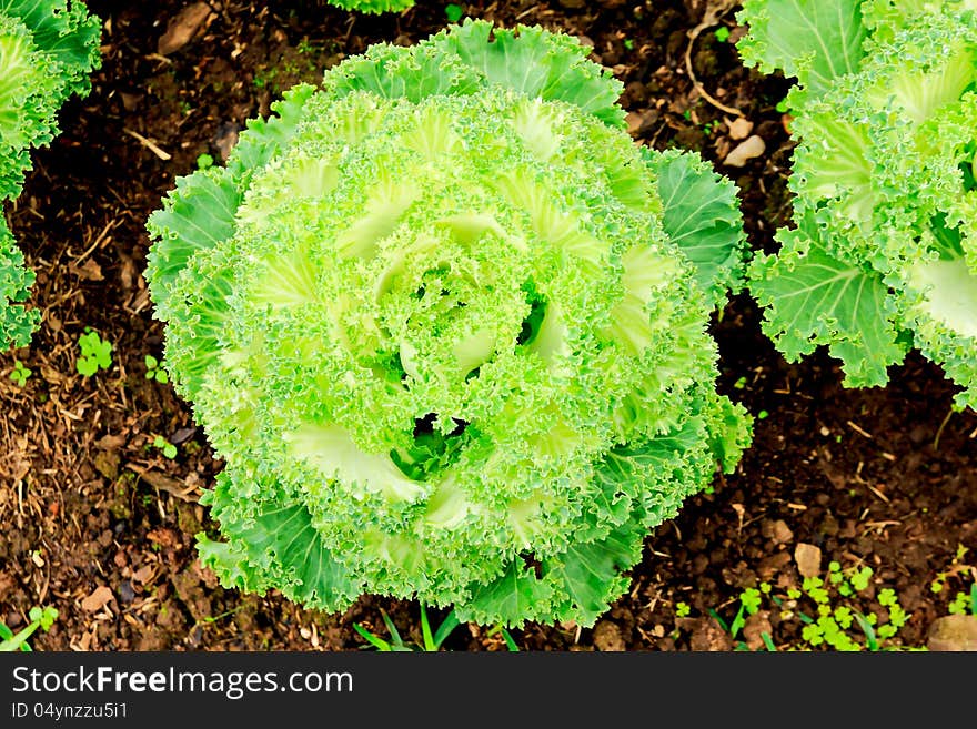 Green Cabbage Plants