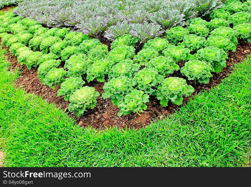 Cabbage plants