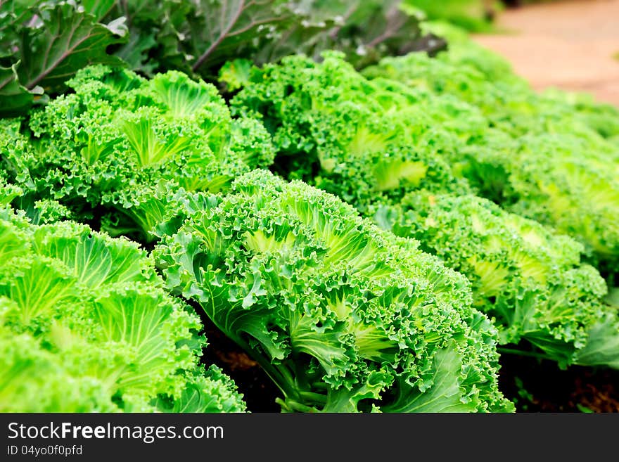 Closeup cabbage farm nature background. Closeup cabbage farm nature background