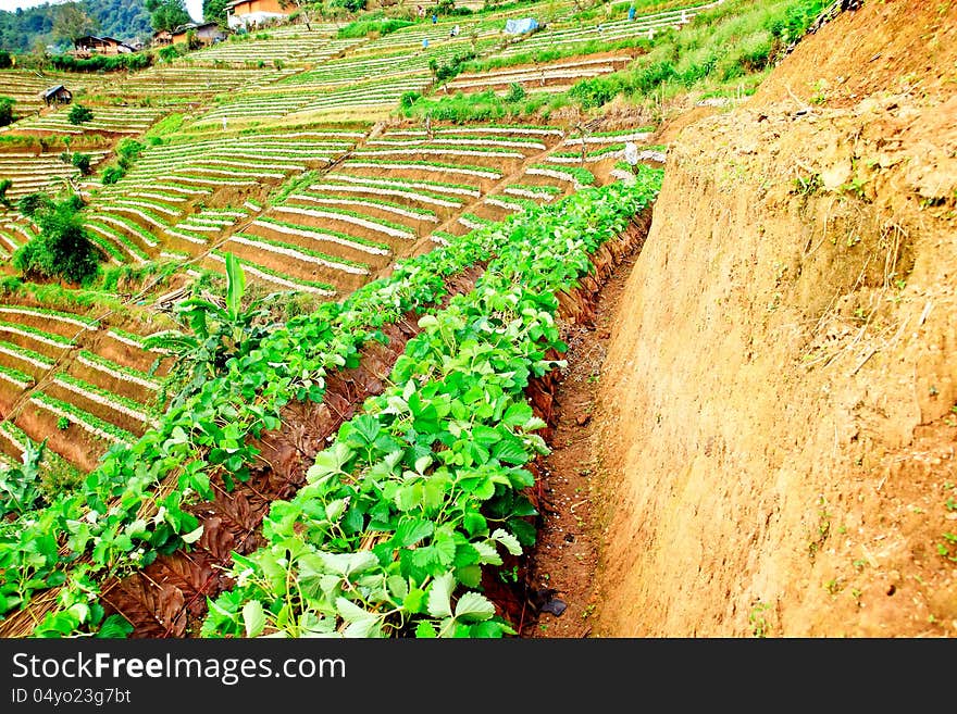 Farm strawberry hill nature background. Farm strawberry hill nature background