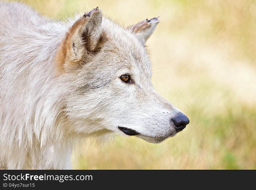 White Wolf